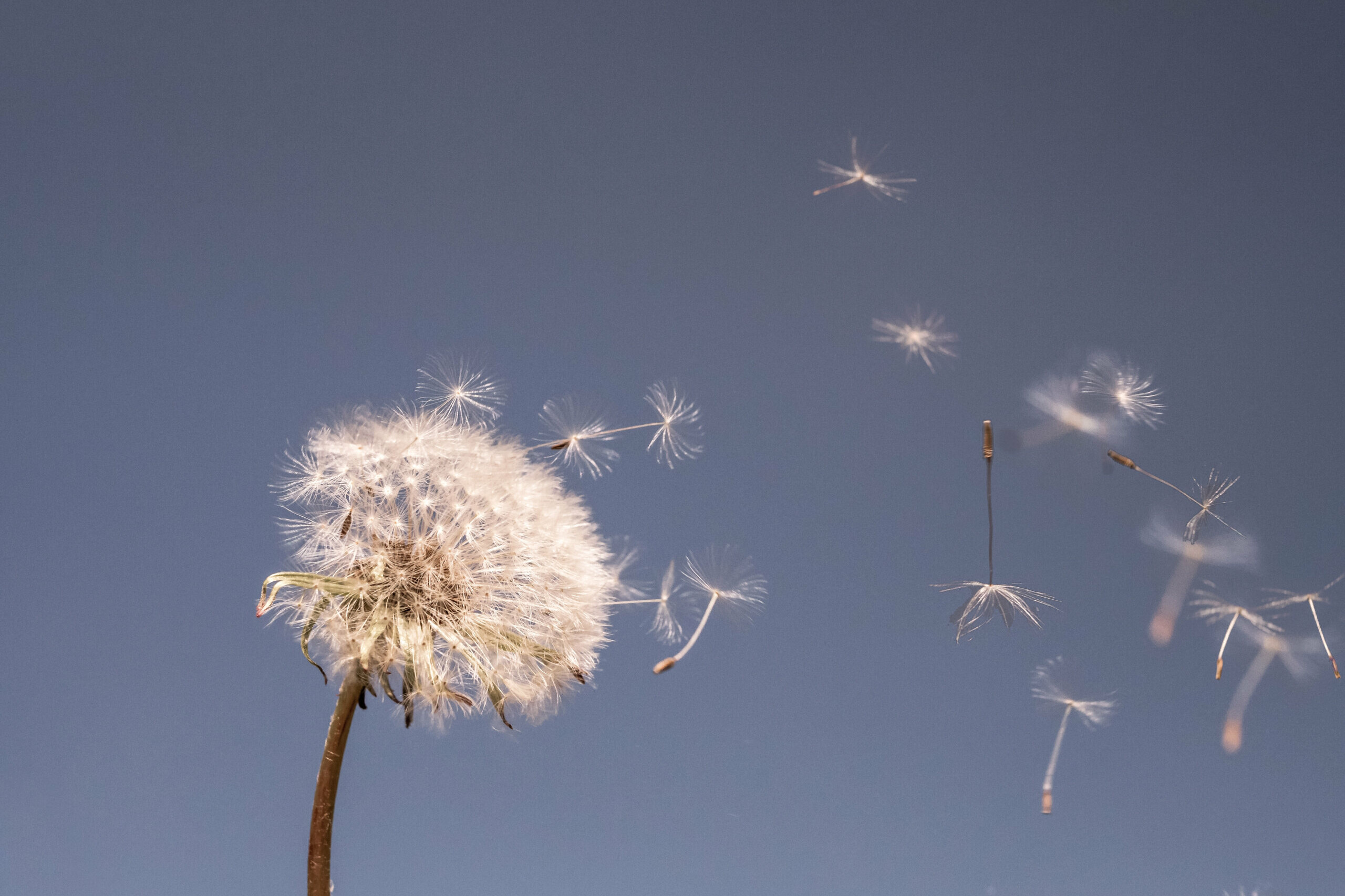 Ein Löwenzahl vor blauem Himmel