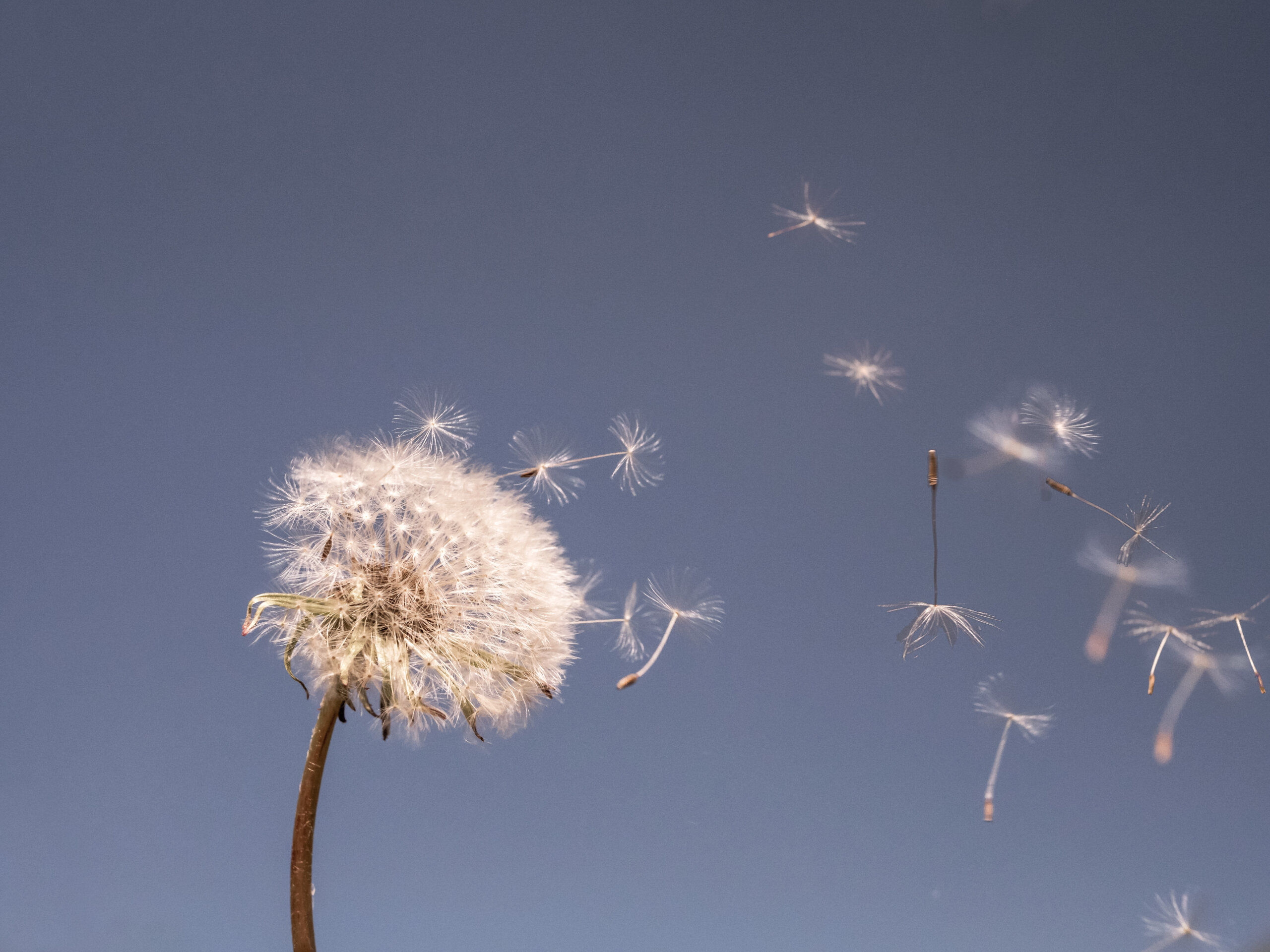 Ein Löwenzahl vor blauem Himmel