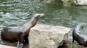 Seehunde im Kölner Zoo