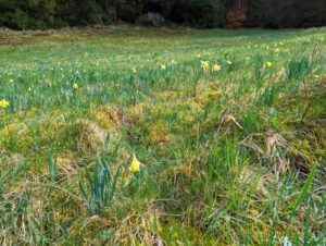 Wiese mit zahlreichen Narzissen und Grasflächen.