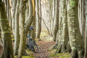 Ein Mountainbike mit Helm lehnt an einem Baum in einem dichten Laubwald