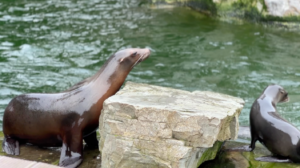 Seehunde im Kölner Zoo