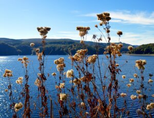 Das Bild zeigt den Rursee über den sich ein blauer Himmel spannt.